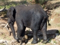 Elefant Südafrika