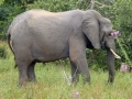 Elefant Südafrika