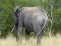 Elefant Südafrika