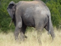 Elefant Südafrika