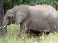 Elefant Südafrika