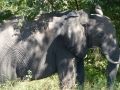 Elefant Südafrika