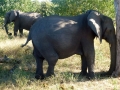 Elefant Südafrika