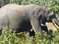 Elefant Südafrika