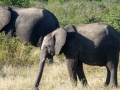 Elefant Südafrika