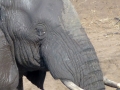 Elefant Südafrika