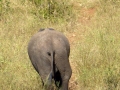 Elefant Südafrika