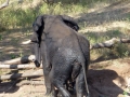 Elefant Südafrika