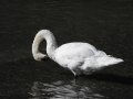 svoe_see_schwan_002