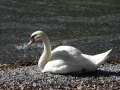 svoe_see_schwan_004