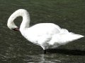 svoe_see_schwan_005