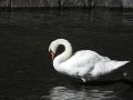 svoe_see_schwan_006