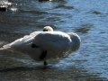 svoe_see_schwan_008