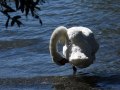 svoe_see_schwan_02