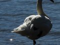 svoe_see_schwan_06