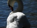 svoe_see_schwan_08